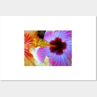 Tropical Hibiscus Posters and Art